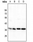 Anti-NANOGP8 Antibody