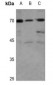 Anti-CD137L Antibody