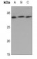 Anti-Kallikrein 7 Antibody