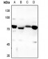 Anti-DHAPAT Antibody