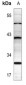 Anti-PTTG1IP Antibody