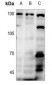 Anti-PRKD1/2/3 (pS738/S742) Antibody