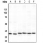 Anti-SPIN1 Antibody