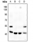 Anti-JNK1/2/3 (pT183/Y185) Antibody