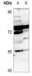 Anti-ARHGEF7 Antibody