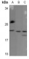 Anti-BCA3 Antibody