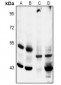 Anti-MKK5 (pS311) Antibody