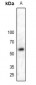 Anti-MPP6 Antibody