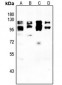 Anti-IFNAR2 Antibody