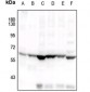 Anti-COX1 Antibody