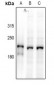 Anti-DOCK2 Antibody