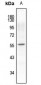 Anti-Synaptotagmin (pS309/306) Antibody