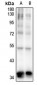 Anti-TOB (pS164) Antibody