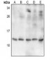 Anti-Thioredoxin 2 Antibody