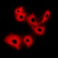 Anti-R Cadherin Antibody