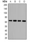 Anti-LGALS3BP Antibody