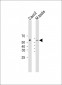 DHCR7 Antibody (C-term)