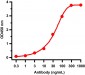 SARS-CoV-2 (COVID-19) Spike S2 Antibody [5E6]