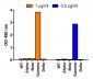 SARS-CoV-2 Spike P26S Antibody (Gamma Variant)