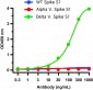 SARS-CoV-2 (COVID-19) Spike P681R Antibody [7E3C5] (Delta Variant)