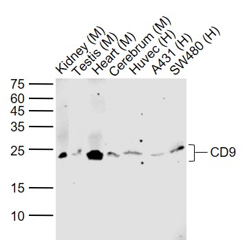 RabbitAnti-CD9  antibody