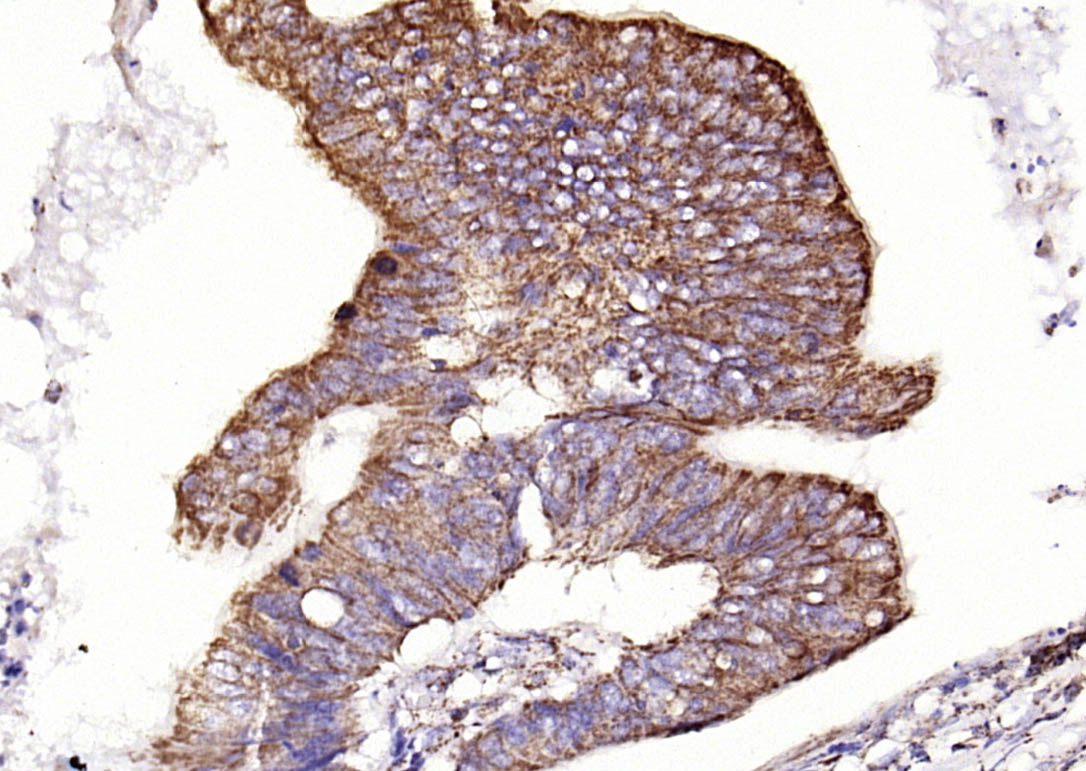 RabbitAnti-CD9  antibody