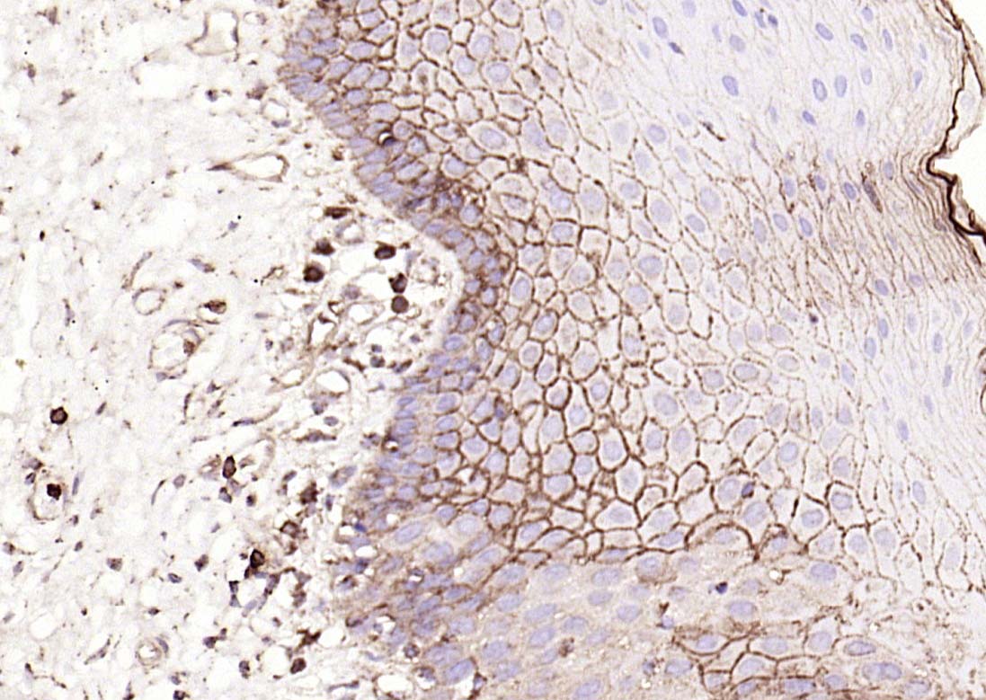 RabbitAnti-CD9  antibody