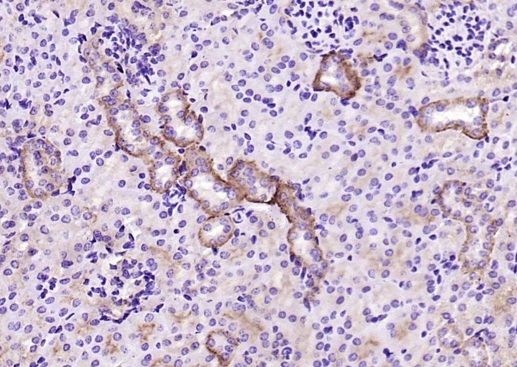 RabbitAnti-CD9  antibody