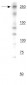 Anti-NG2/CSPG4 Antibody