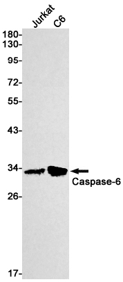 Caspase 6 Rabbit mAb