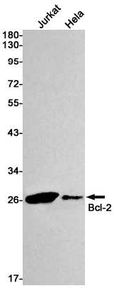 Bcl2 Rabbit mAb