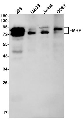 FMRP Rabbit mAb