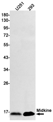 Midkine Rabbit mAb