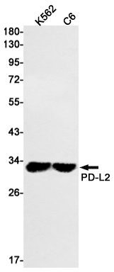 PD L2 Rabbit mAb