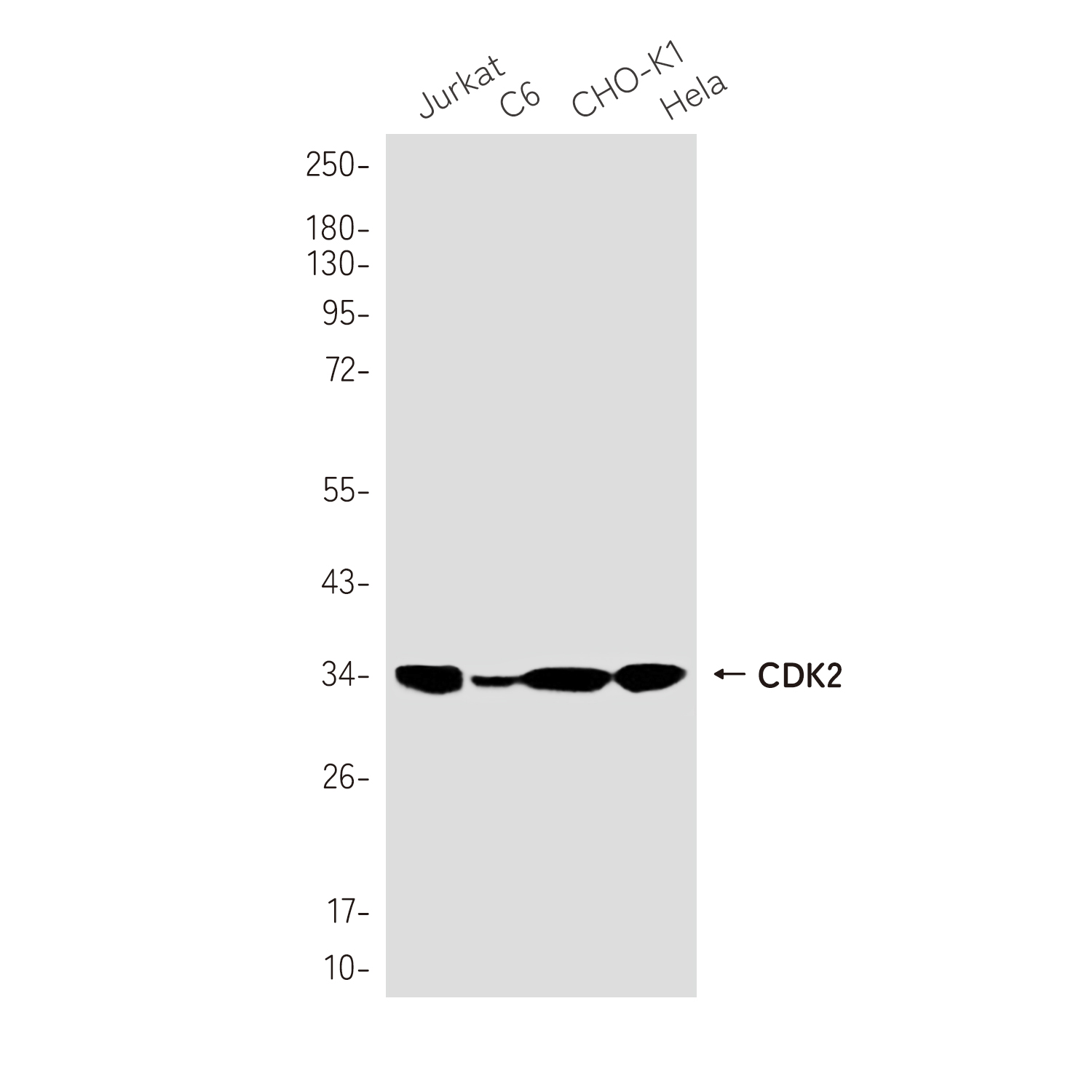 CDK2 Rabbit mAb