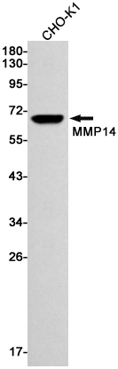 MMP14 Rabbit mAb