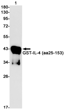 IL-4 Rabbit mAb