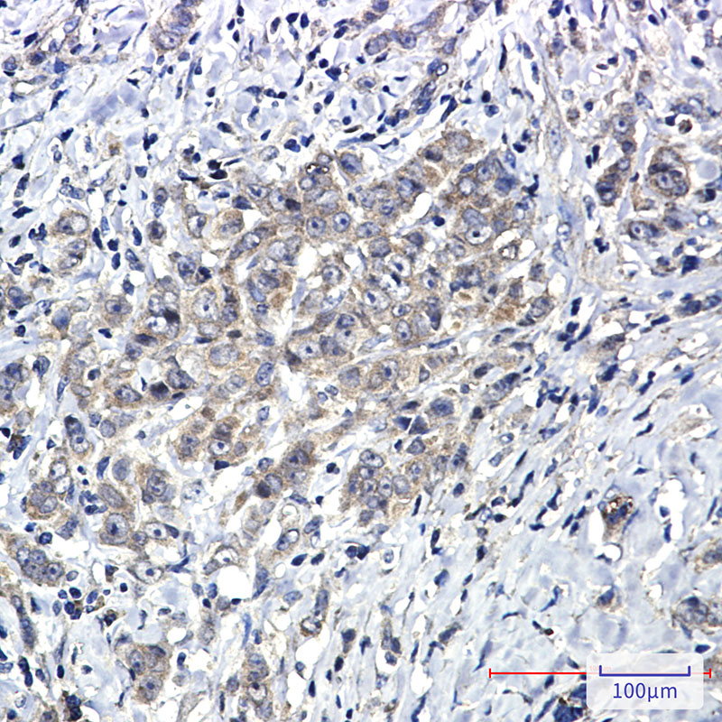 SHP2 Rabbit mAb