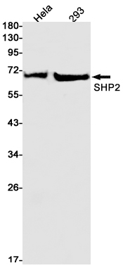 SHP2 Rabbit mAb