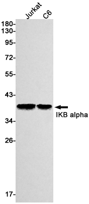 IKB alpha Rabbit mAb