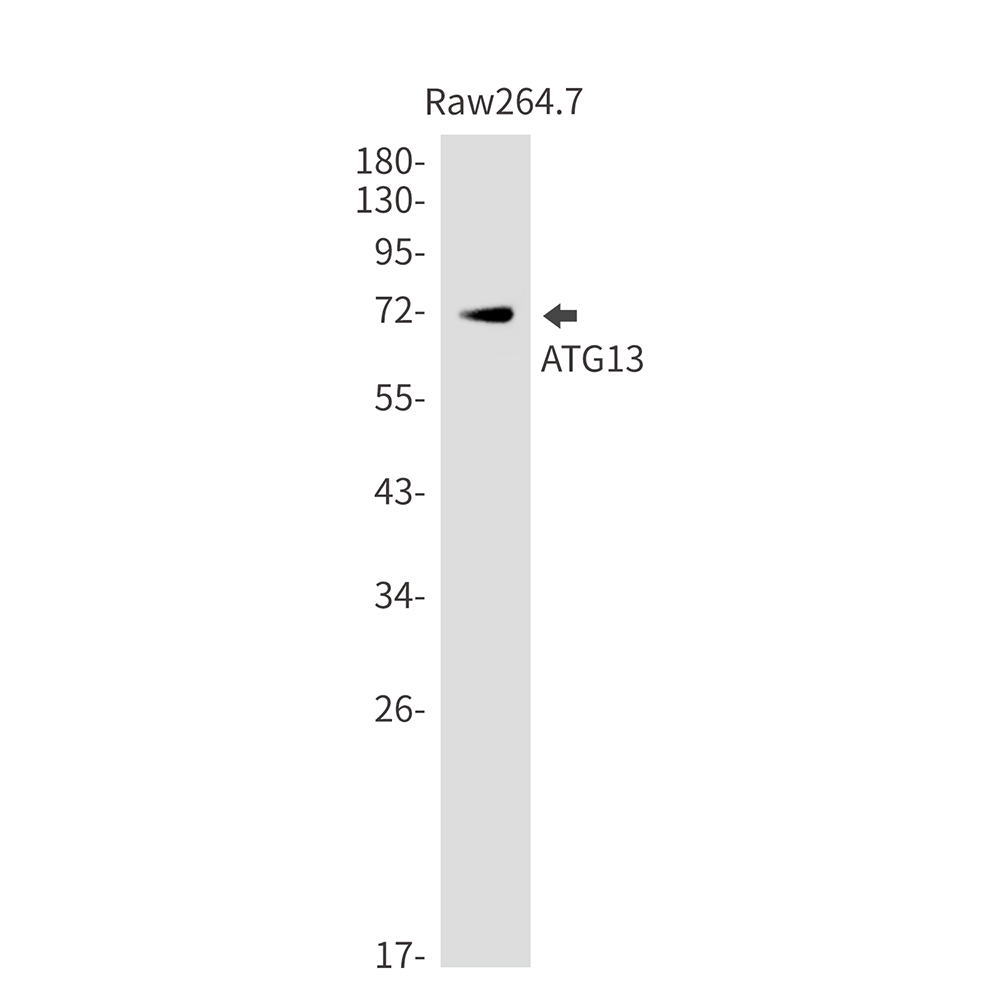 ATG13 Rabbit mAb