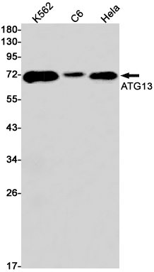 ATG13 Rabbit mAb