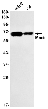 Menin Rabbit mAb