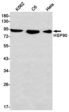 Hsp90 alpha Rabbit mAb