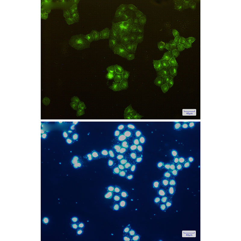 CD13 Rabbit mAb