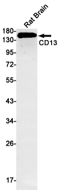 CD13 Rabbit mAb