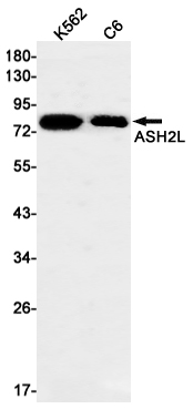 ASH2L Rabbit mAb