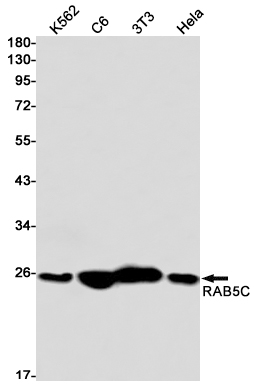 Rab5C Rabbit mAb