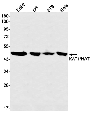 KAT1 Rabbit mAb