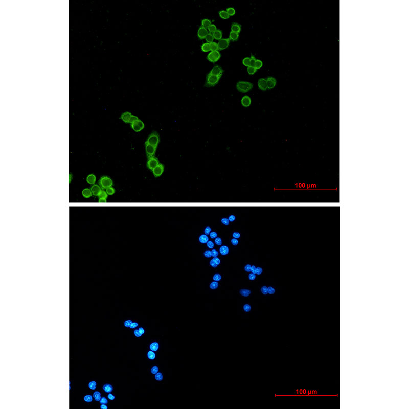 Thioredoxin Rabbit mAb